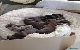Dachshund dogs for sale: Miniature Daschund - Image 12