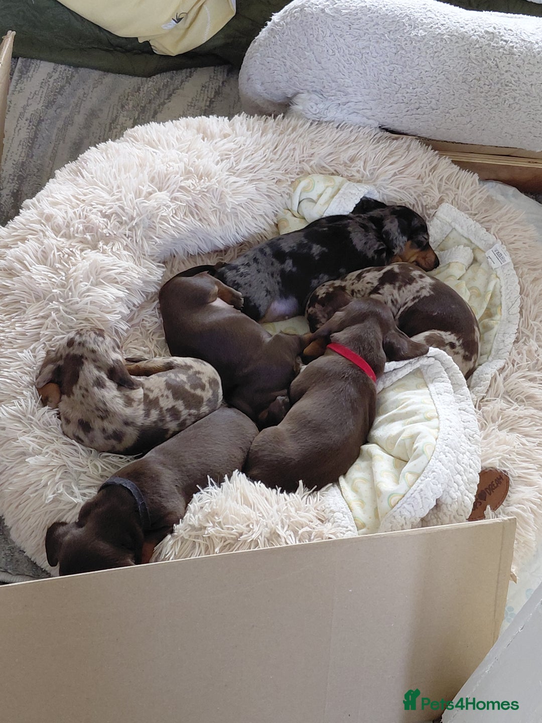Dachshund dogs for sale: Miniature Daschund - Image 12