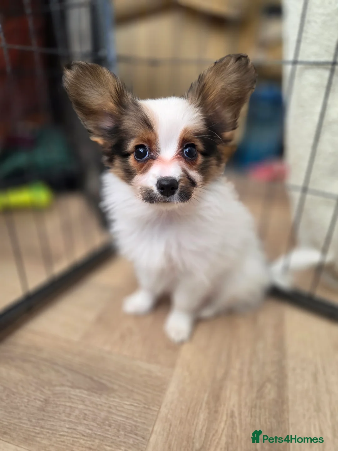 Papillon dogs for sale: Papillon puppy girls - Advert 16
