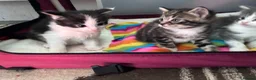 Mixed Breed cats for sale: Two kittens avaliable  - Advert 10