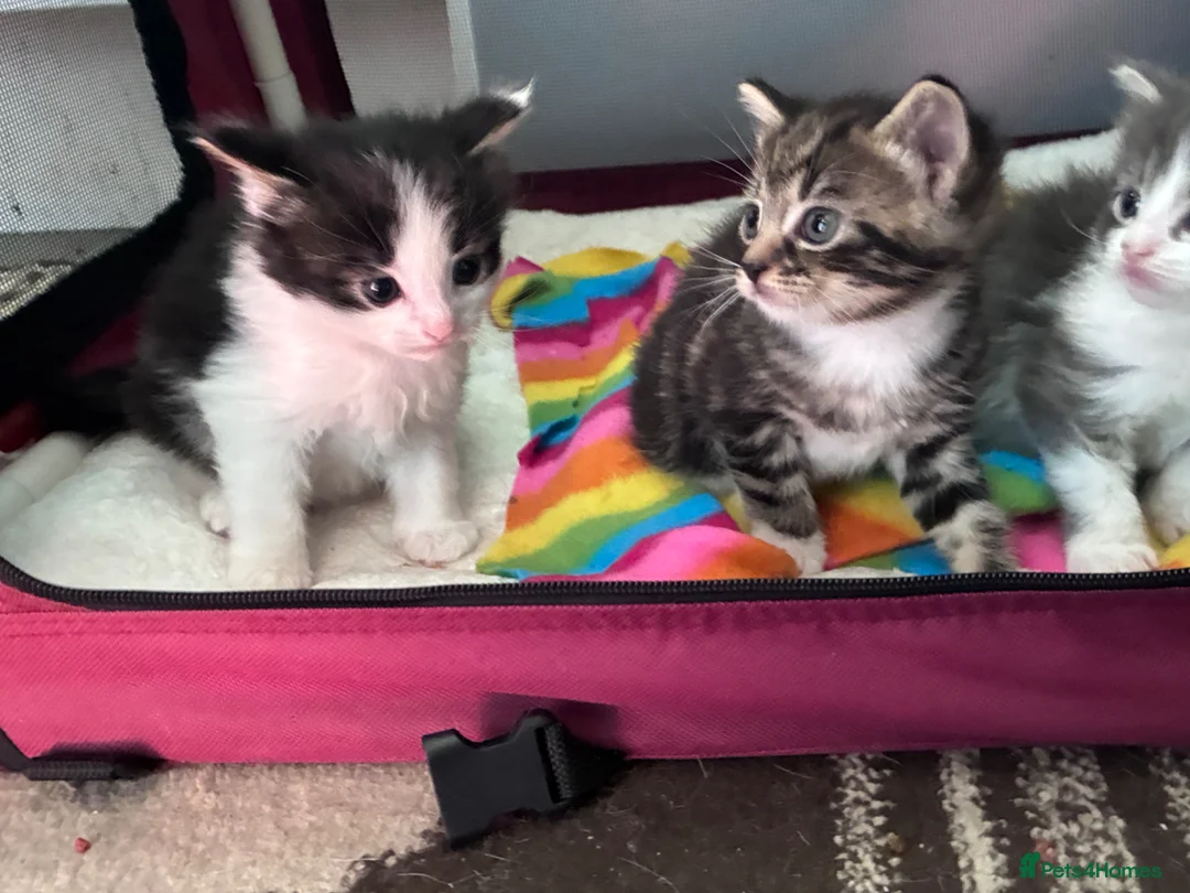 Mixed Breed cats for sale: Two kittens avaliable  - Advert 10