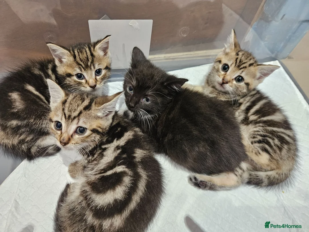 Mixed Breed cats for sale: Baby cats - Advert 5