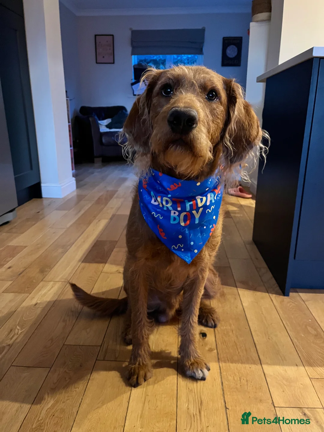 Labradoodle dogs for sale: Stan 21 month old labradoodle  - Advert 6