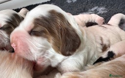 Cocker Spaniel dogs for sale: KC Reg; Home Raised; Low COI; DNA CLEAR; Show Type - Image 14