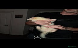 Ferret rodents for sale: Female un-neatured ferret  - Image 3