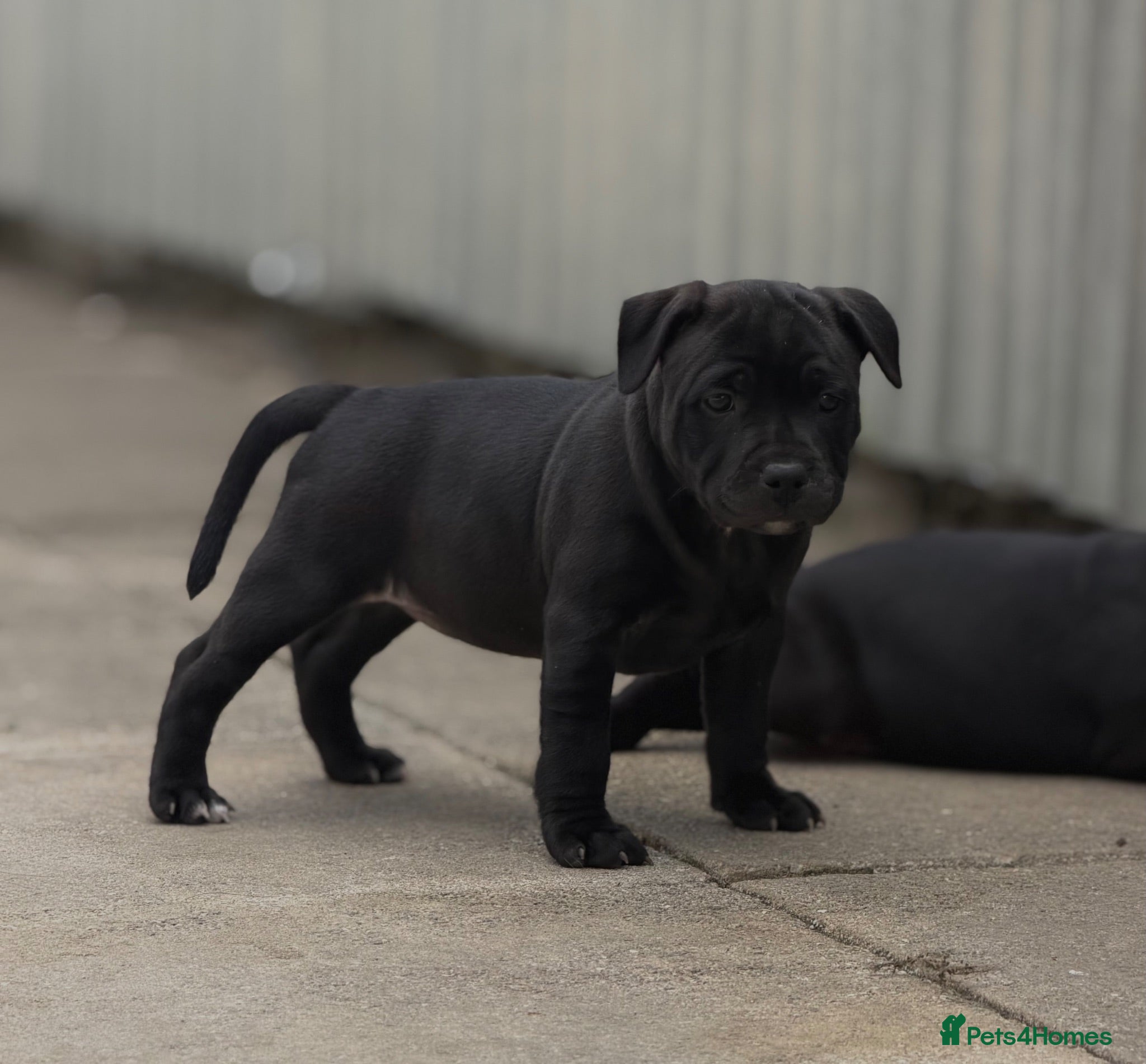 Staffordshire Bull Terrier dogs Health Tested KC Staffordshire Bull Terriers - Advert 1