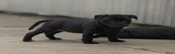 Staffordshire Bull Terrier dogs for sale: Health Tested KC Staffordshire Bull Terriers - Advert 3