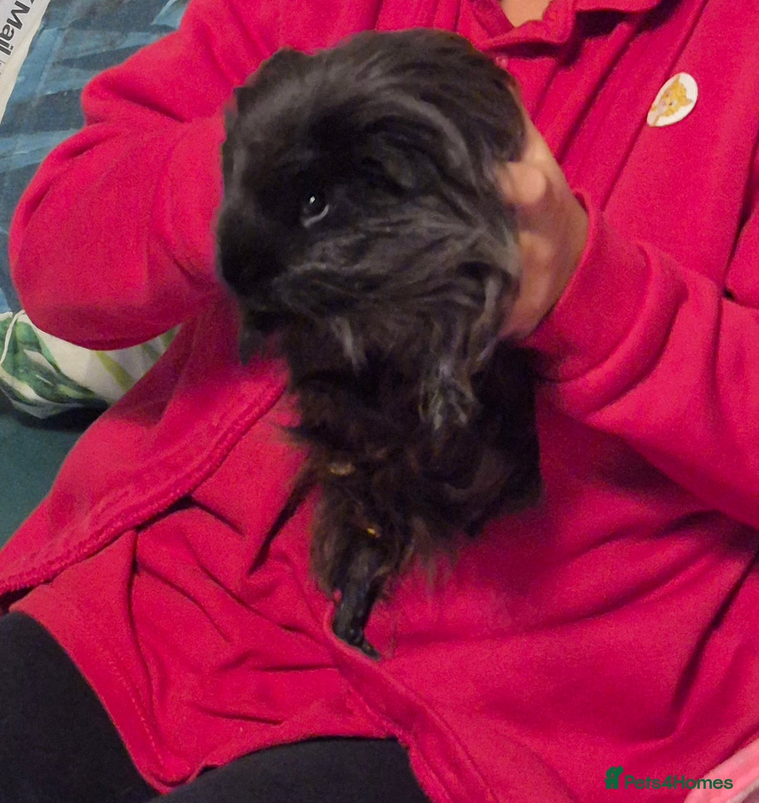 Guinea Pig rodents for sale: 3 male guinea pigs  - Advert 3