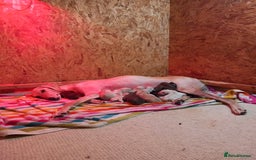 Saluki dogs for sale: Saluki/ LURCHER pups - Image 12