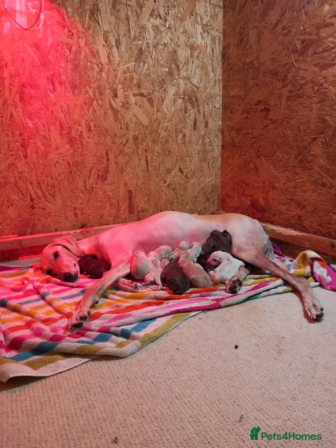 Saluki dogs for sale: Saluki/ LURCHER pups - Image 12