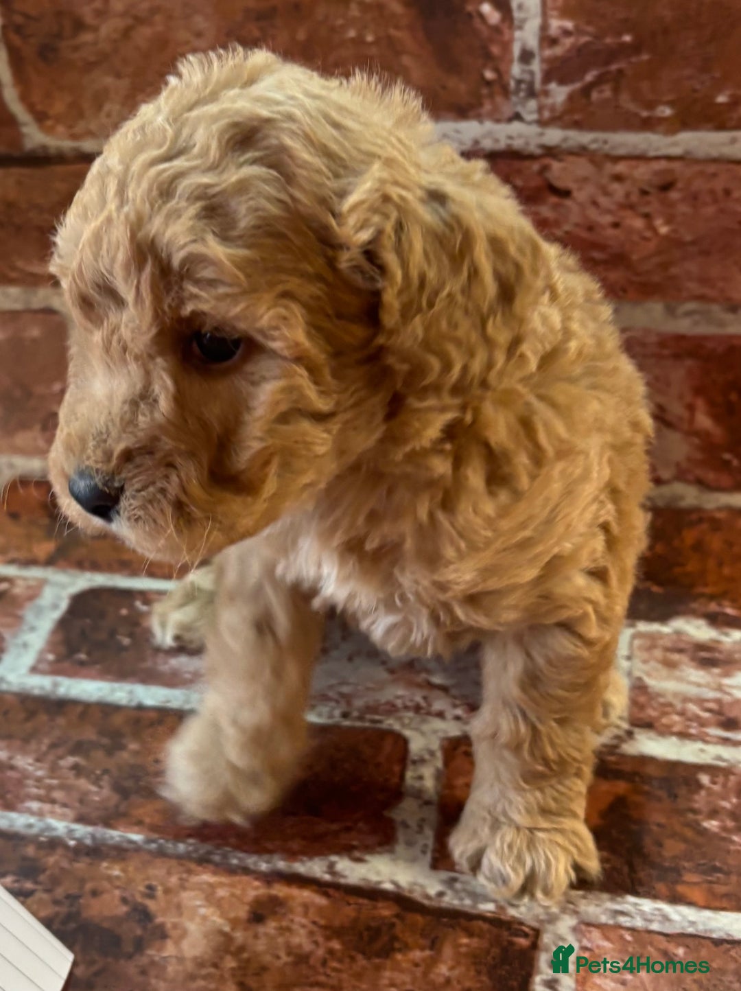 Cockapoo dogs for sale: Cockapoo Puppies – Well Socialised and beautiful  - Advert 10