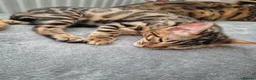 Bengal cats for sale: Bengal kittens for sale - Advert 3