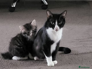 Mixed Breed cats 4 tabby kittens - Advert 2