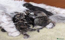 Selkirk Rex cats for sale:   💜 Selkirk Rex Kittens Ready 25th November 💜 - Image 13