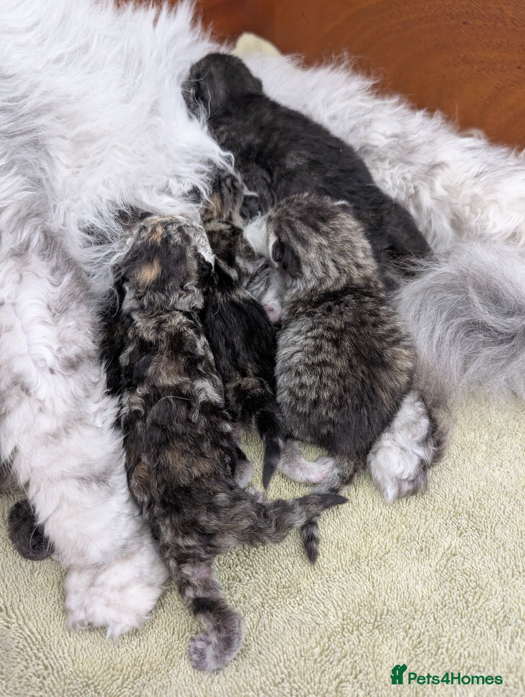 Selkirk Rex cats for sale:   💜 Selkirk Rex Kittens Ready 25th November 💜 - Image 13