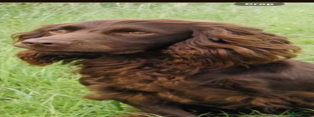 Bracken 