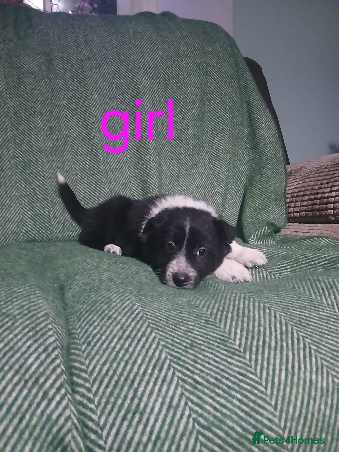 Mixed Breed dogs for sale: Beautiful blue Merle border collie puppies  - Advert 5