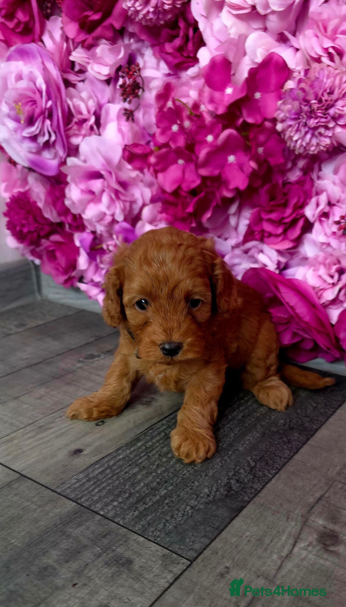 Cavapoo dogs 🌟HEALTH TESTED CAVAPOO F1B - Advert 1