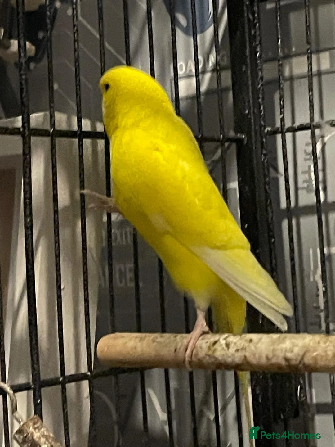 Budgerigars birds for sale: 4 Budgies  in Lancaster - Advert 4