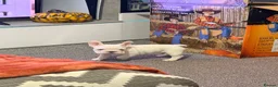 French Bulldog dogs for sale: french bulldogs ready next week  - Advert 8