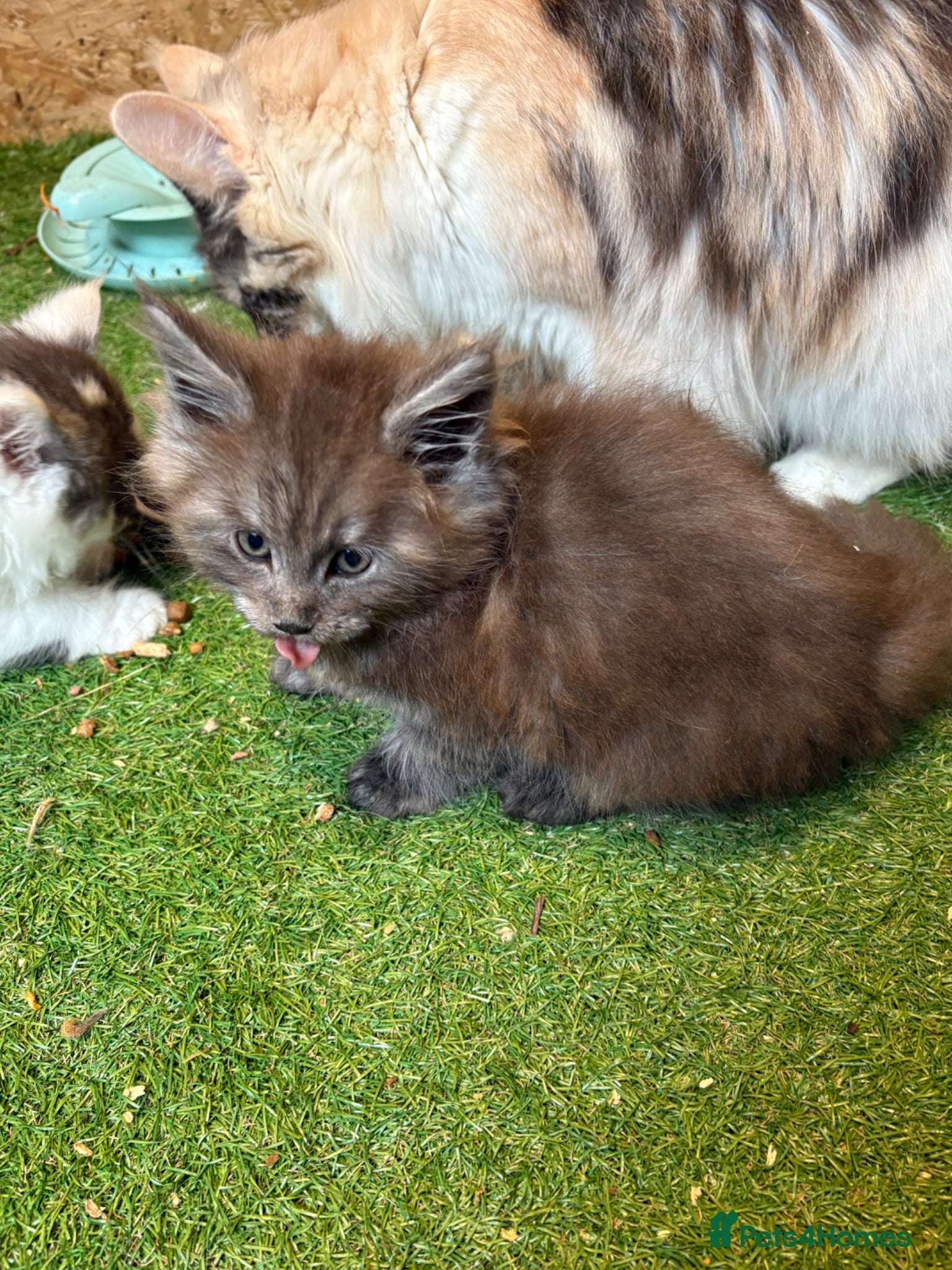 Maine Coon cats for sale: Main coon kittens  - Advert 3