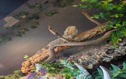Bearded Dragon reptiles for sale: 11 month old Bearded dragon for rehoming  - Image 2