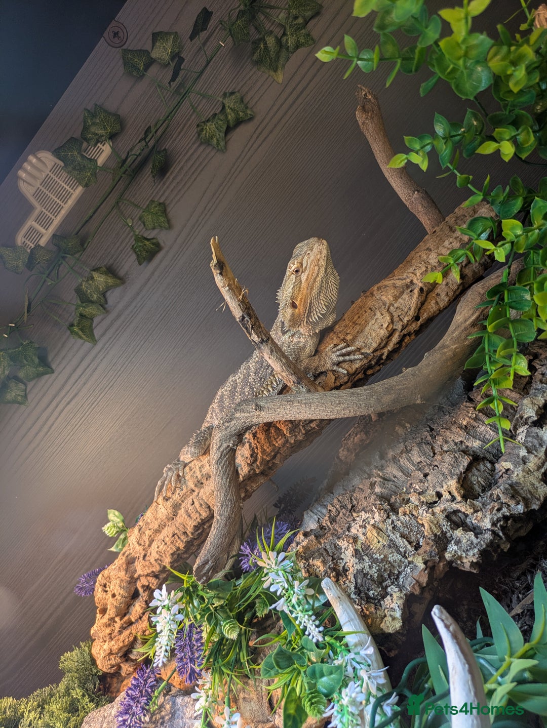 Bearded Dragon reptiles for sale: 11 month old Bearded dragon for rehoming  - Image 2