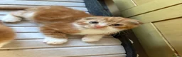 Scottish Fold cats for sale: 2 Scottish Fold Kittens - Advert 18