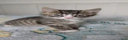 Mixed Breed cats for sale: 🐾 Adorable Kittens for Sale! 🐾 - Advert 10