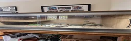 Tortoise reptiles for sale: Horsefield Tortoise with full set up and vivarium in Maldon - Advert 3