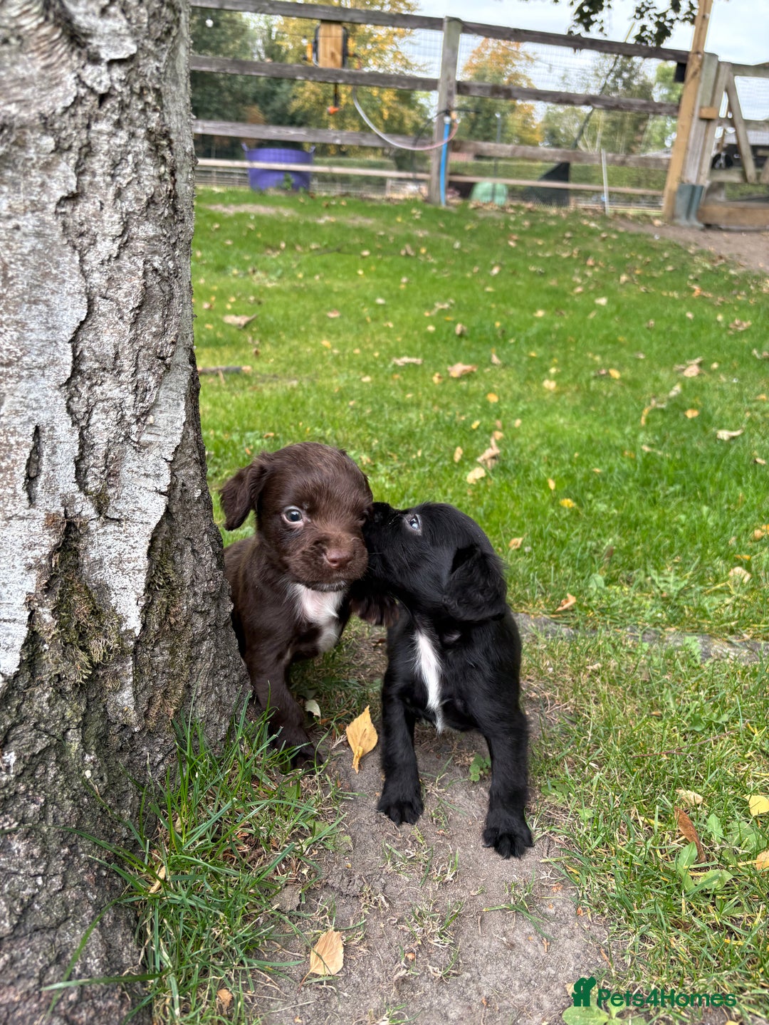 Sprocker dogs for sale: Beautiful Sprocker pups - Image 2