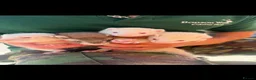Ferret rodents for sale: Ferret kits for sale  in Bridgwater - Advert 4