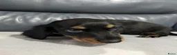Miniature Dachshund dogs for sale: Miniature Longhaired Dachshund Puppies - Advert 5