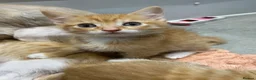 Mixed Breed cats for sale: Beautiful Ginger Kittens!  in London - Advert 19