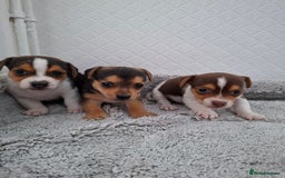 Jack Russell dogs for sale: Jack Russel puppy's  - Image 3