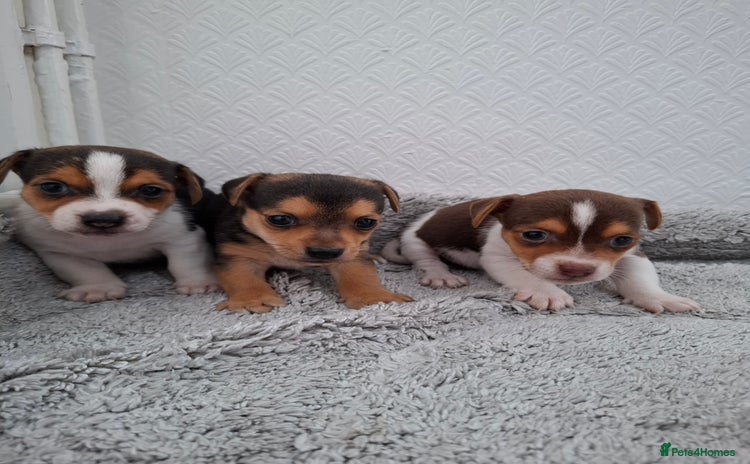 Jack Russell dogs - Advert 2