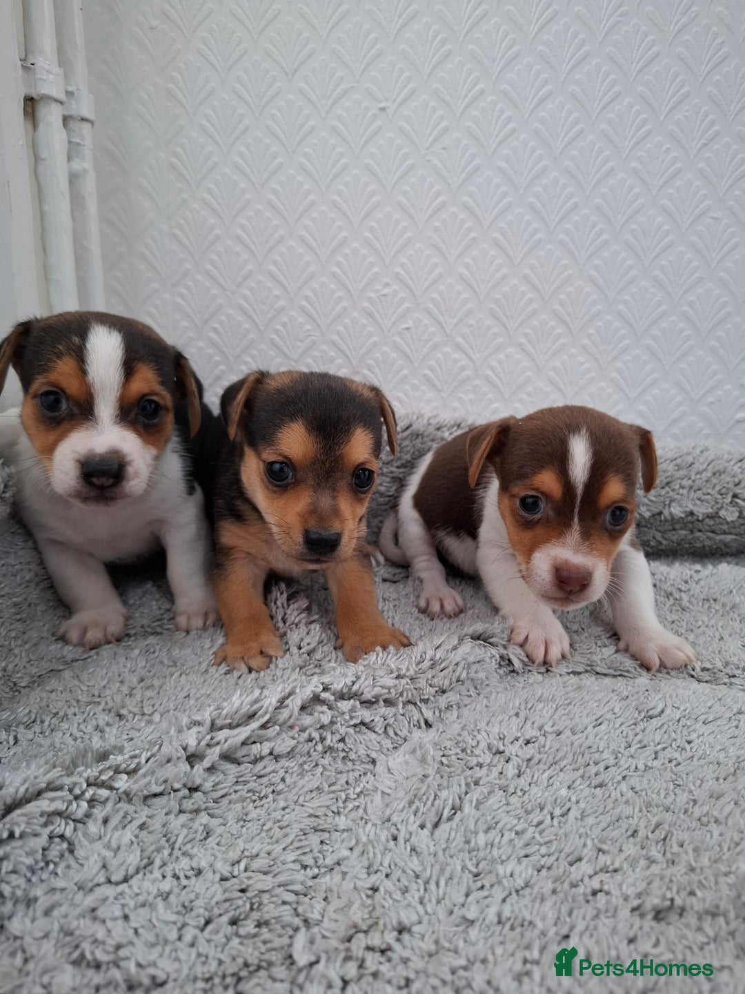 Jack Russell dogs for sale: Jack Russel puppy's  - Image 3