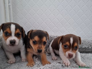 Jack Russell dogs - Advert 3