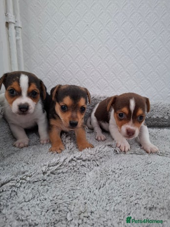 Jack Russell dogs - Advert 2
