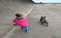 French Bulldog dogs for sale: 12 month old male lilac French bulldog  - Image 4