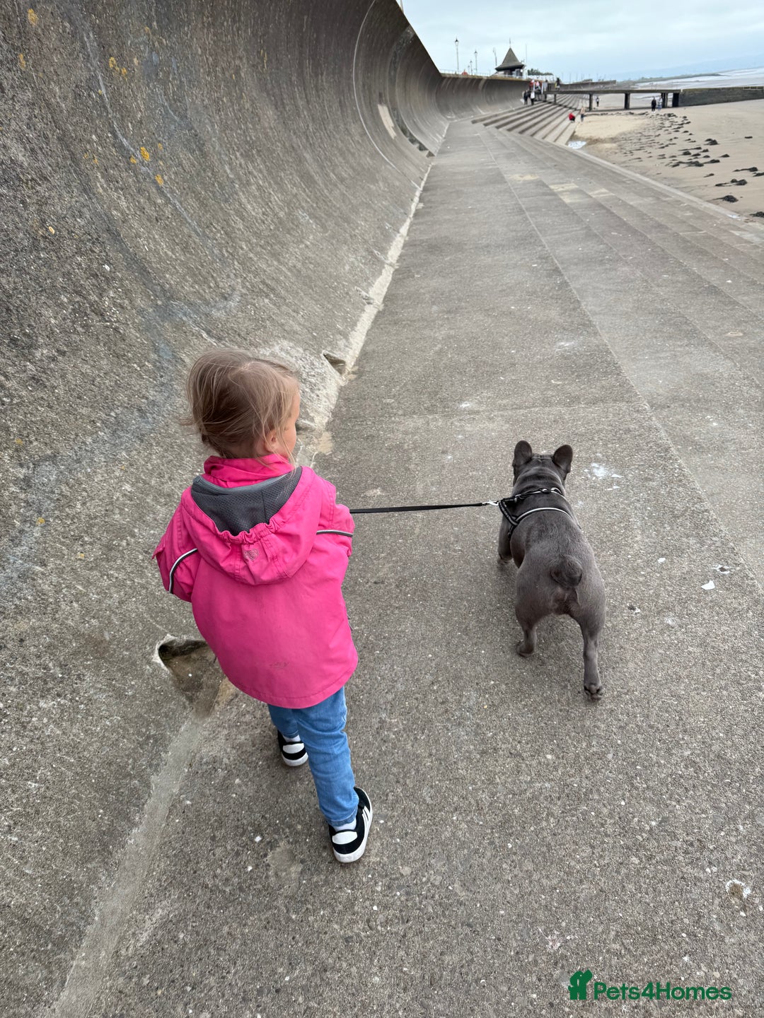 French Bulldog dogs for sale: 12 month old male lilac French bulldog  - Image 4