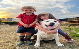 Labrador Retriever dogs for sale: KC, Champion Pedigree ,Extensively Health Tested - Image 18