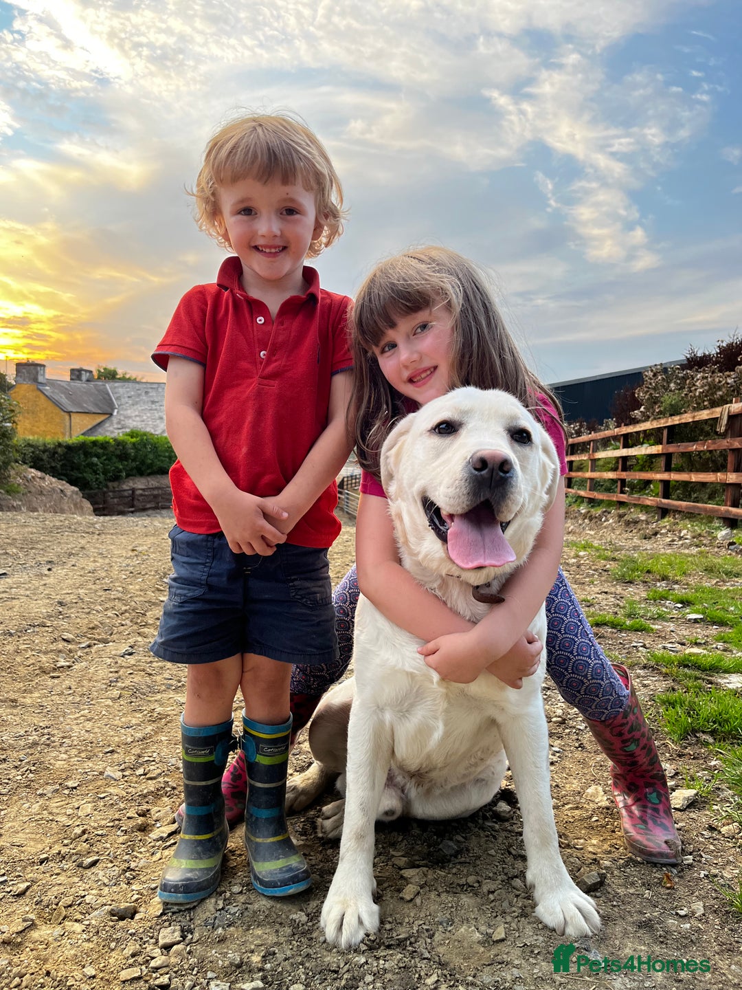 Labrador Retriever dogs for sale: KC, Champion Pedigree ,Extensively Health Tested - Image 18