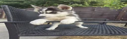 Siberian Husky dogs for sale: lovely pure breed husky puppies, ready to go in London - Advert 9