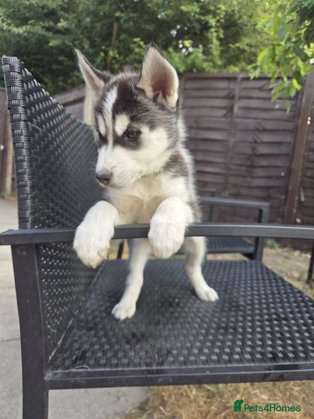 Siberian Husky dogs for sale: lovely pure breed husky puppies, ready to go in London - Advert 9