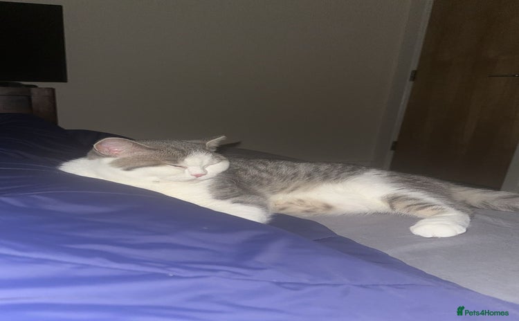 British Shorthair cats - Advert 1