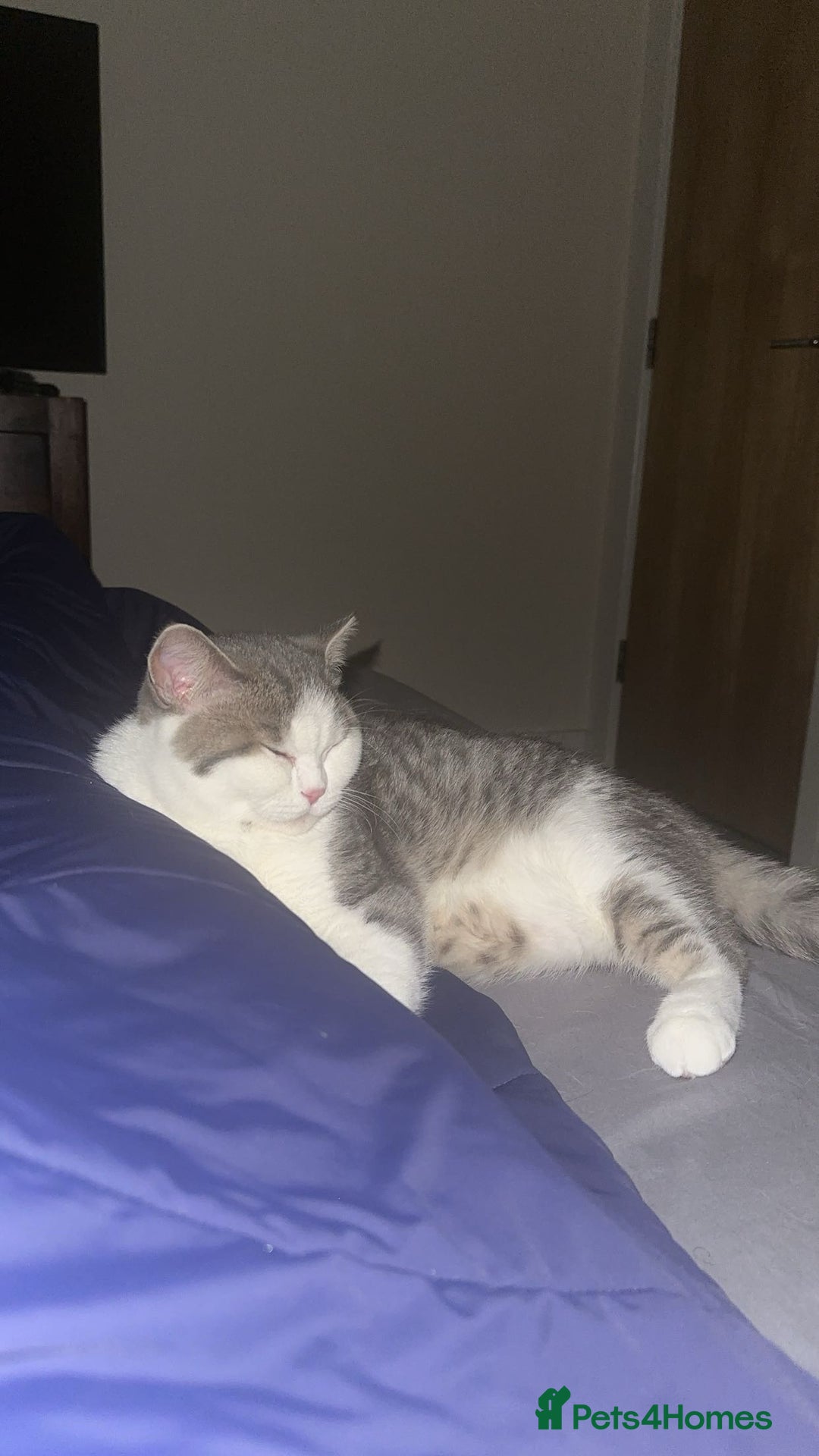 British Shorthair cats for sale: British Short hair  - Image 1