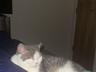 British Shorthair cats for sale - Advert 1