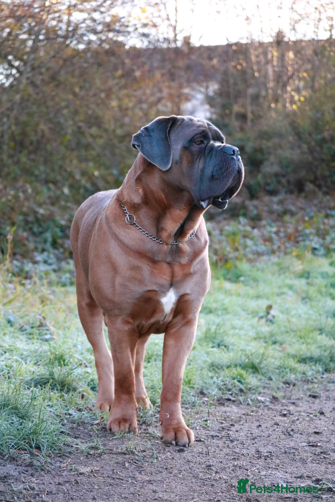 Cane Corso dogs for stud: *HEATH TESTED* Stud available CLIFFORD  - Advert 2