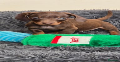 Miniature Dachshund dogs - Advert 8